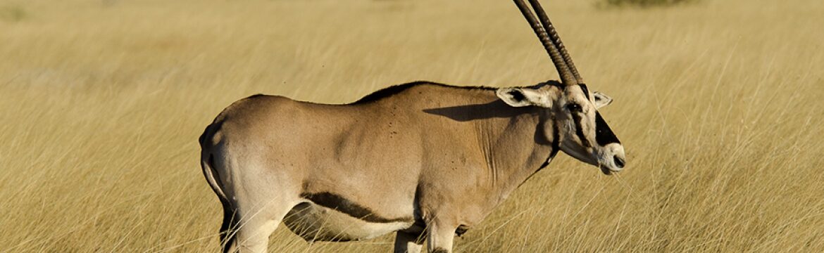 Yangudi Rassa National Park